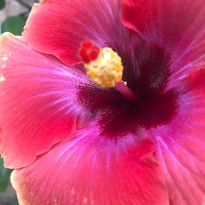 Meet your Posher, Peggy